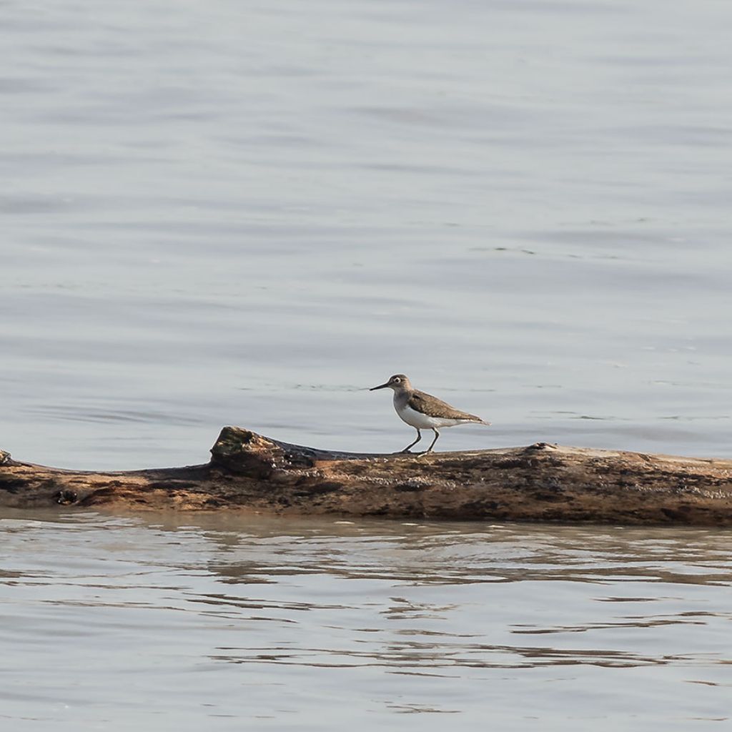 Piro-piro piccolo (Actitis hypoleucos)